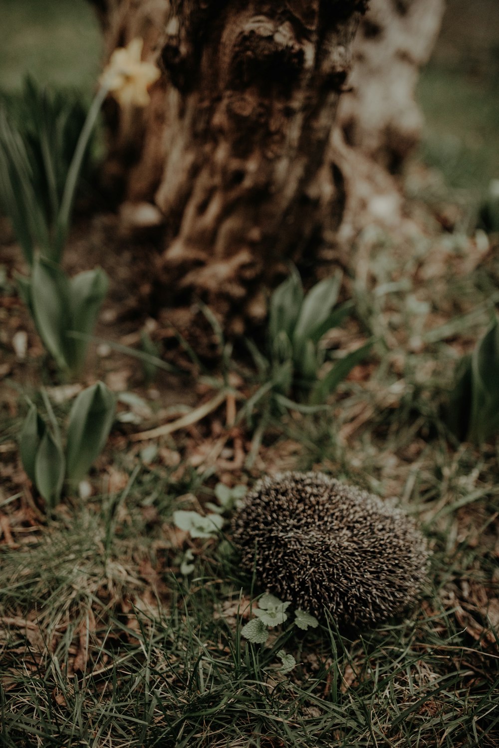 a small hedge sitting in the grass next to a tree