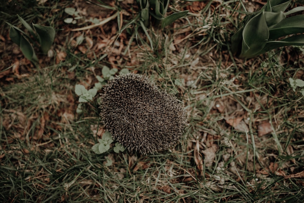 a close up of a hedgehog in the grass