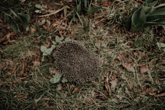 A hedgehog with its spiky back facing up rests on a grassy patch. Surrounding it are various leaves and plant stems, suggesting a natural outdoor environment.