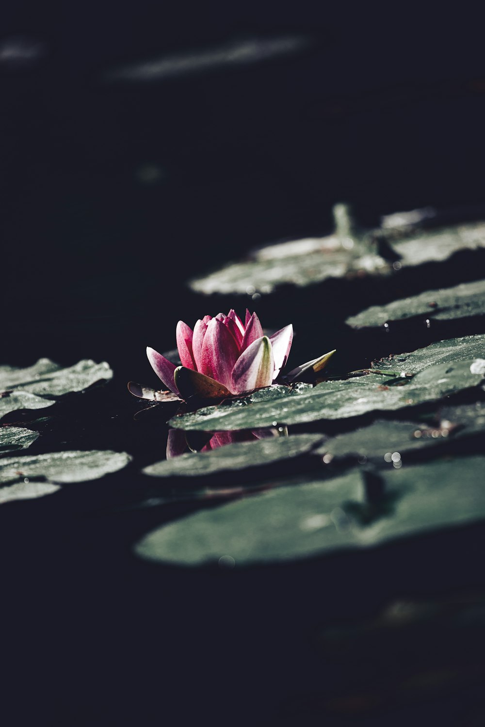 a pink flower floating on top of a body of water