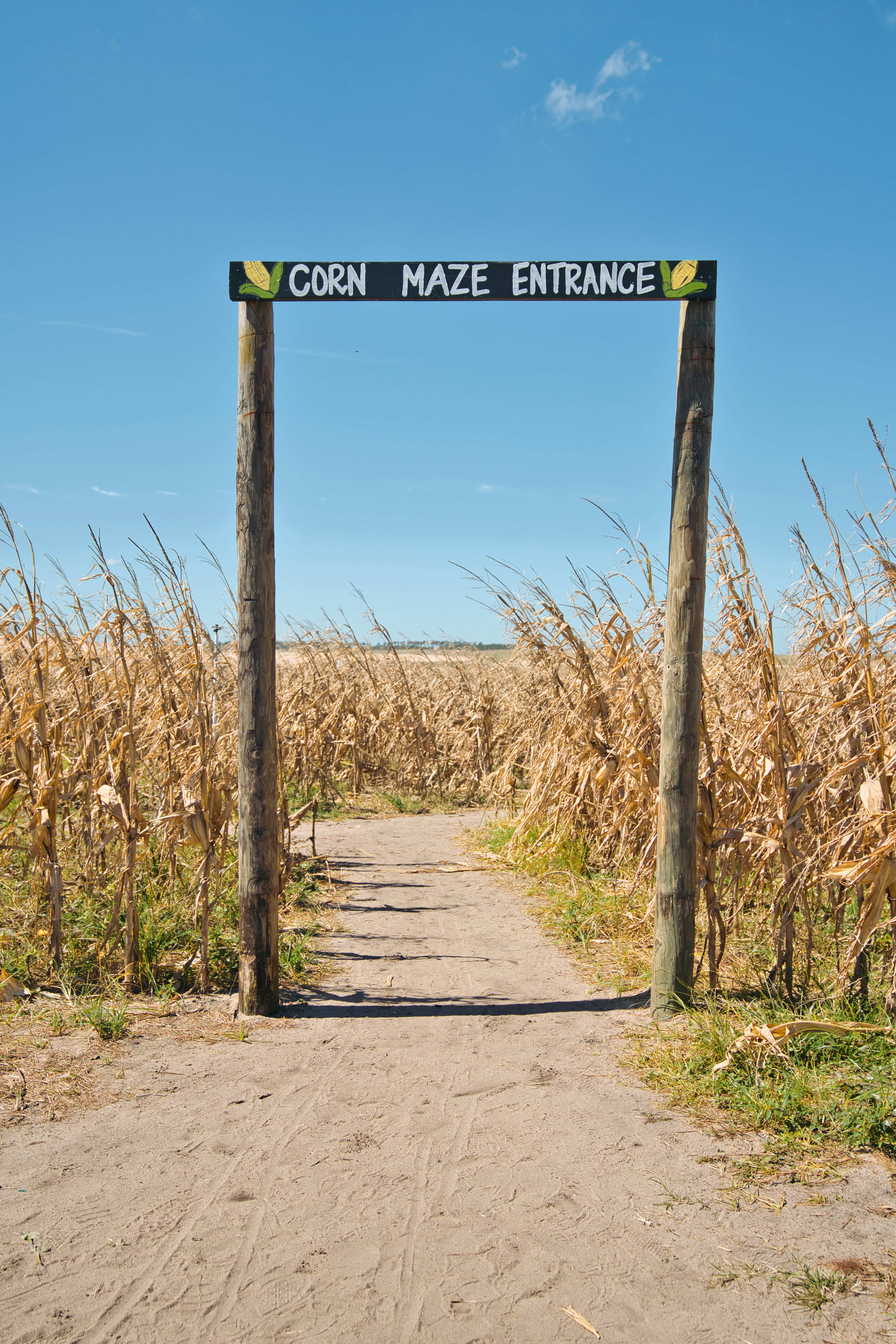 a corn maze entrance sign in a corn field