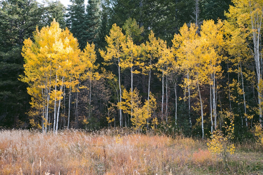 Un bosque lleno de muchos árboles altos de color amarillo