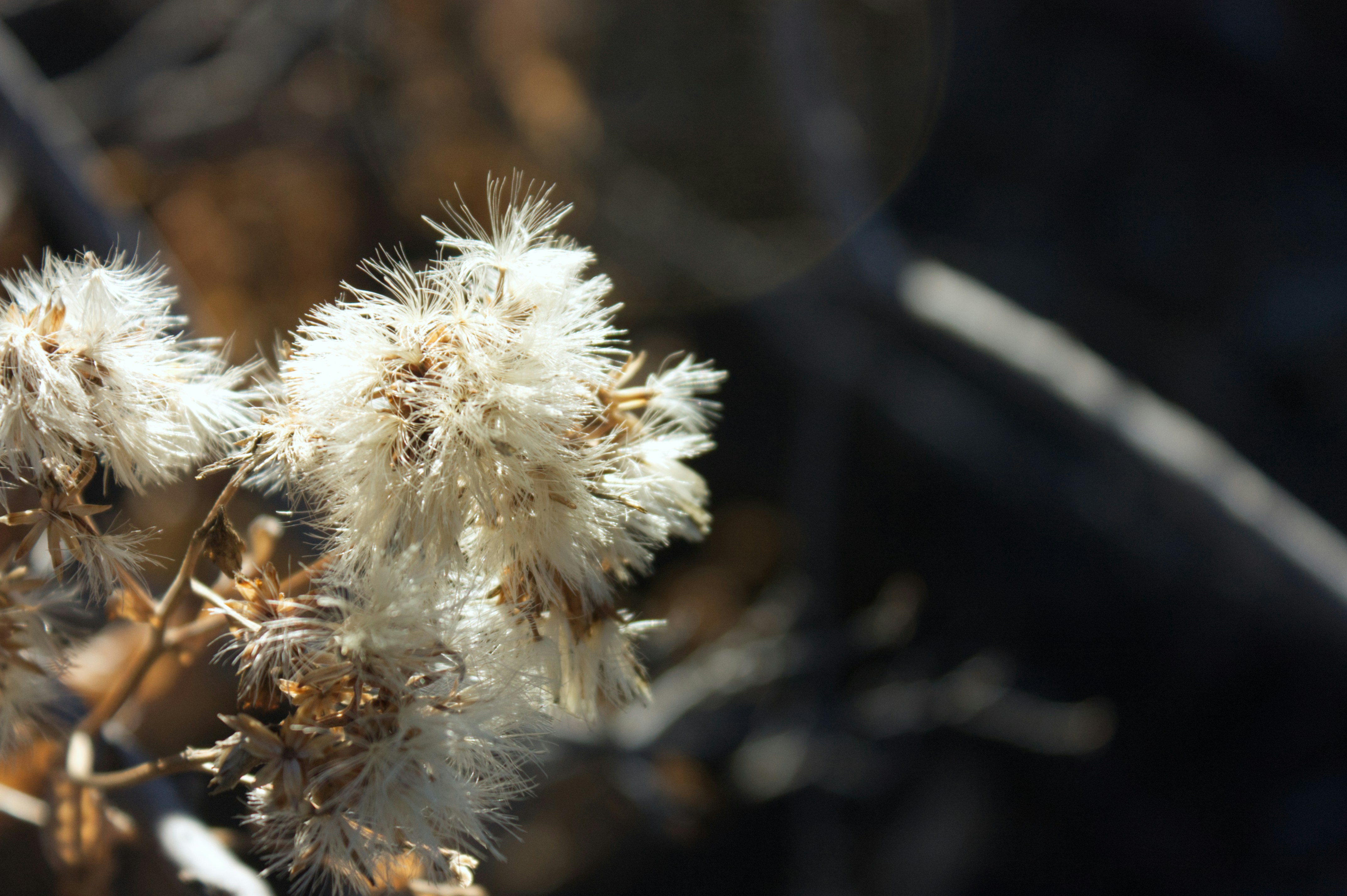 Photo by sforlphotography