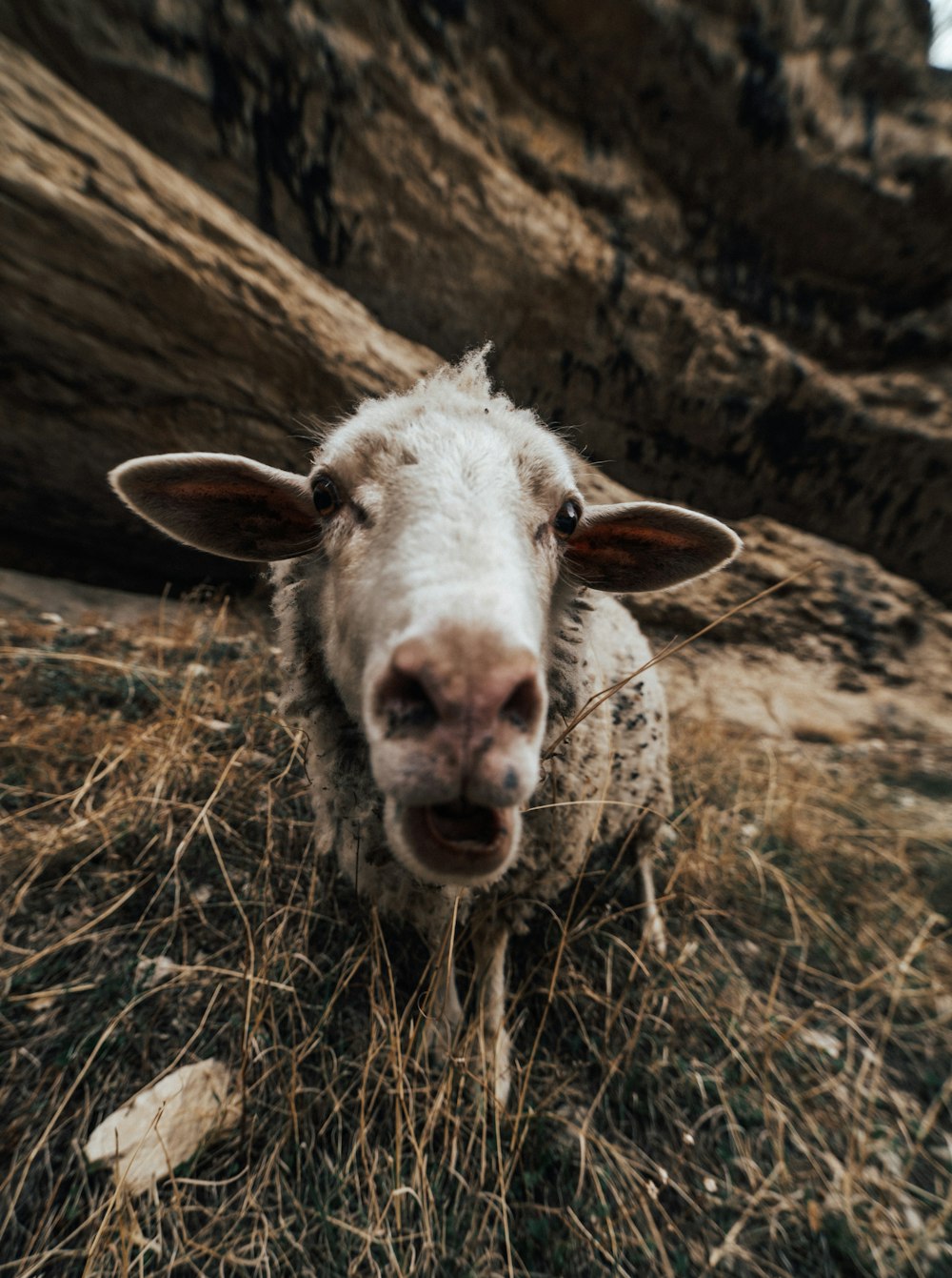 a sheep standing in a field next to a tree