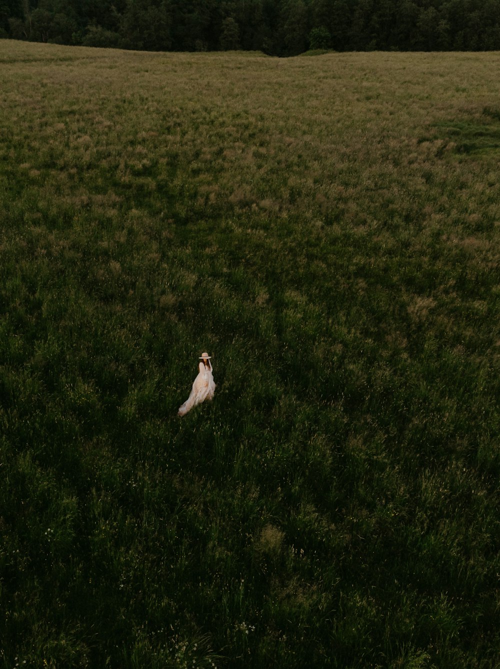 a white bird sitting on top of a lush green field