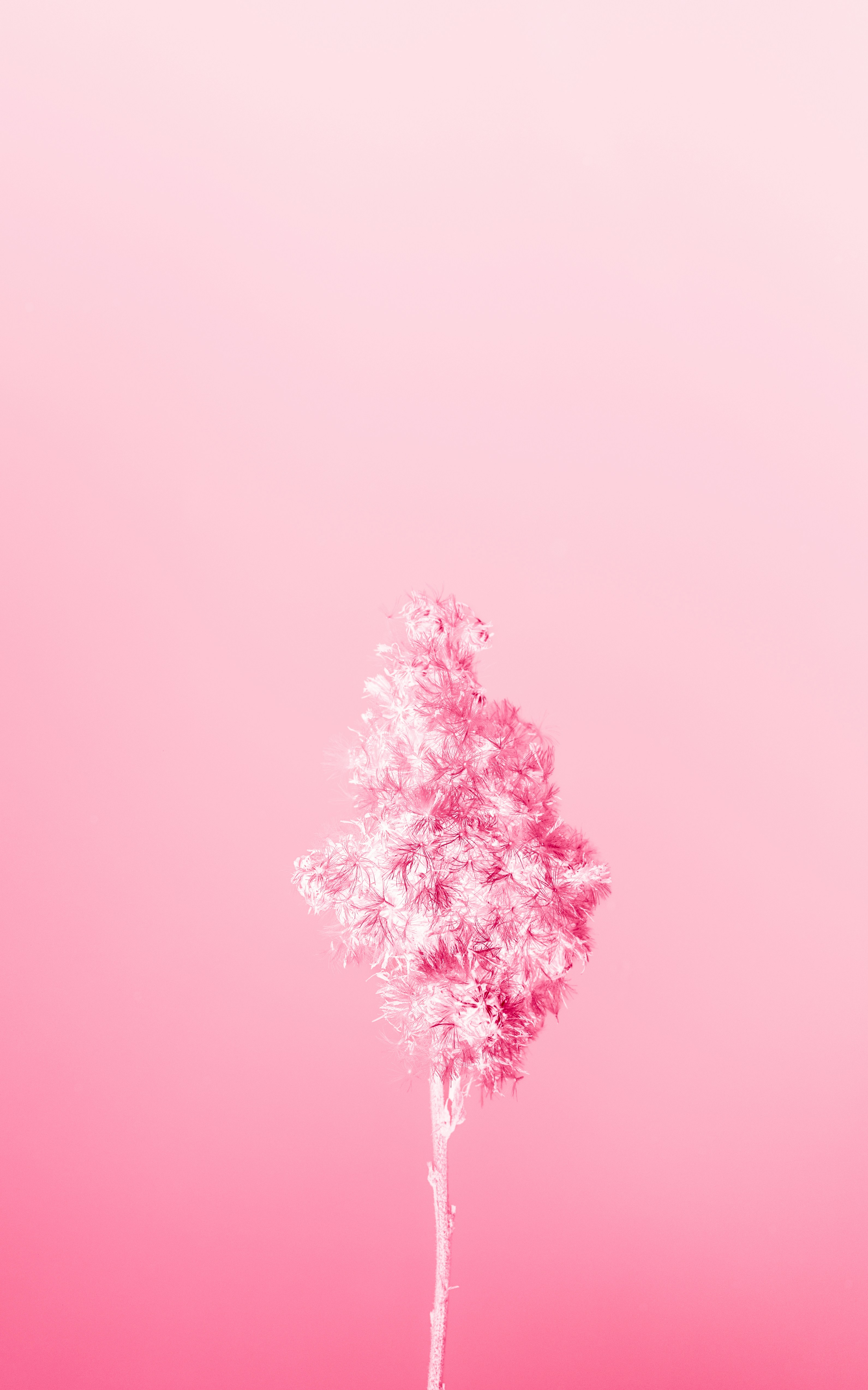 a single white tree against a pink background