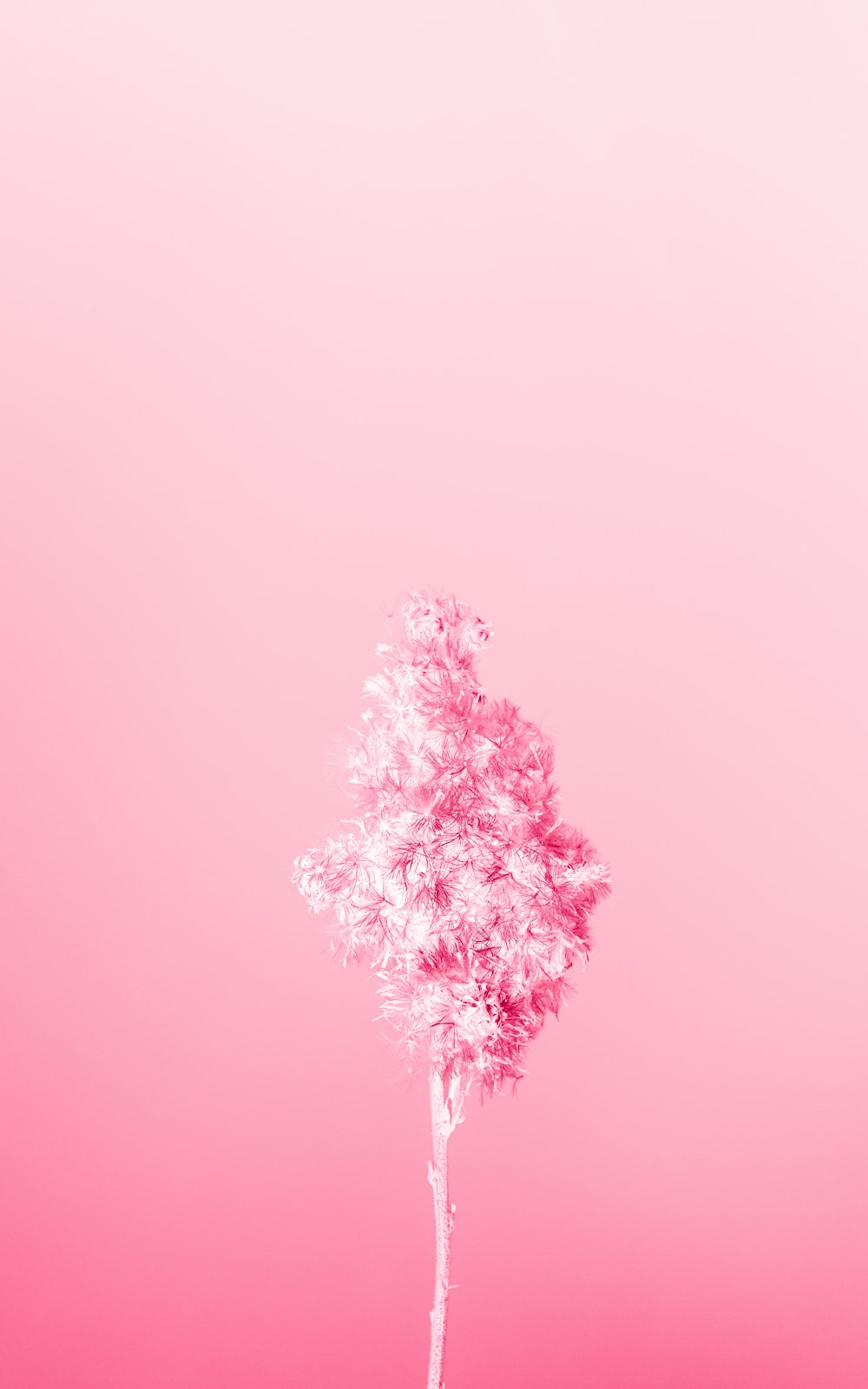 ein einzelner weißer Baum vor rosa Hintergrund