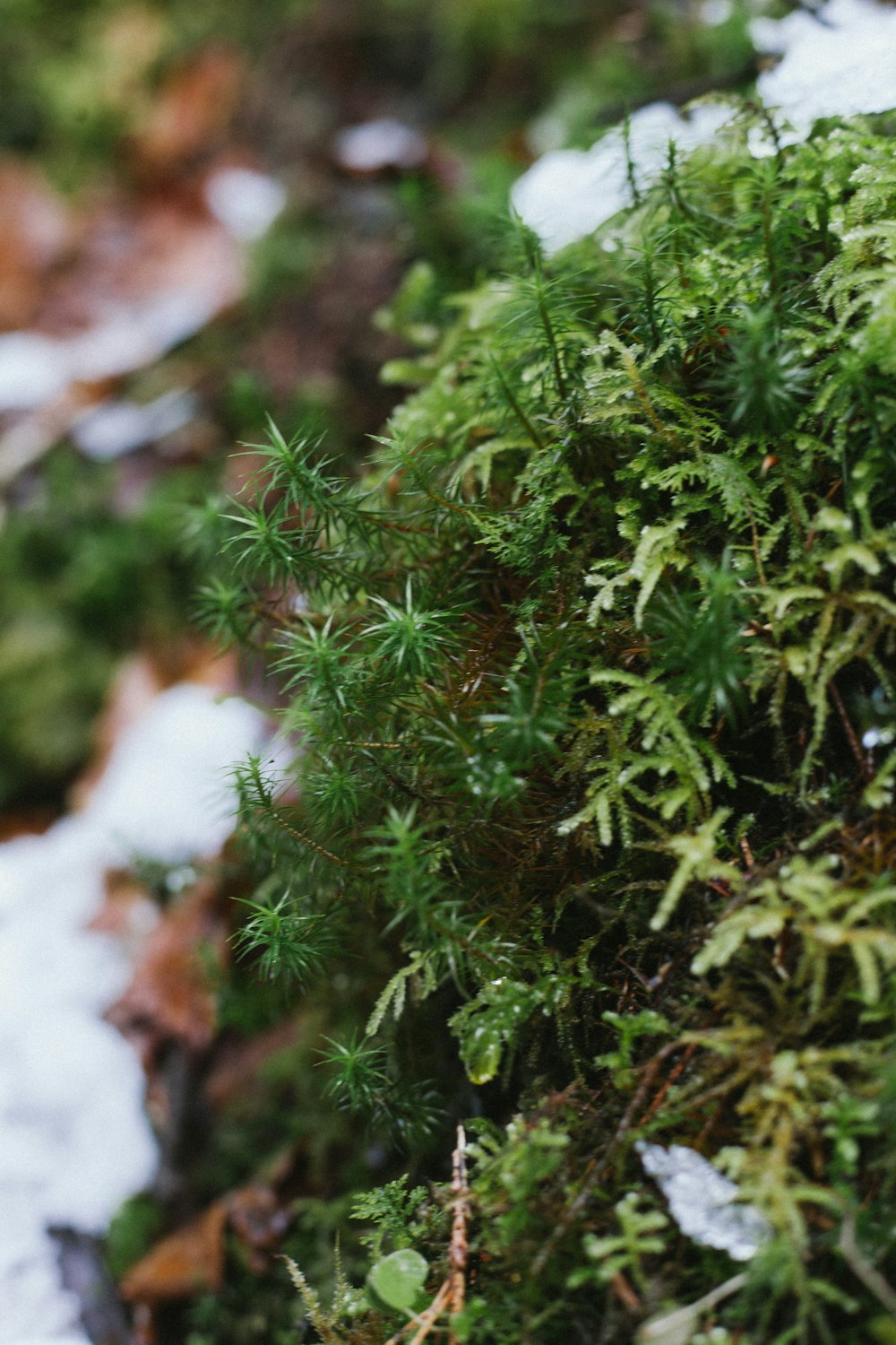 a close up of a green plant with snow on the ground