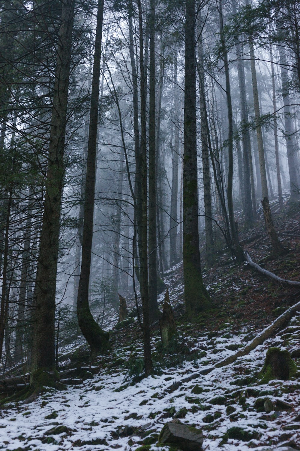 a forest filled with lots of trees covered in snow