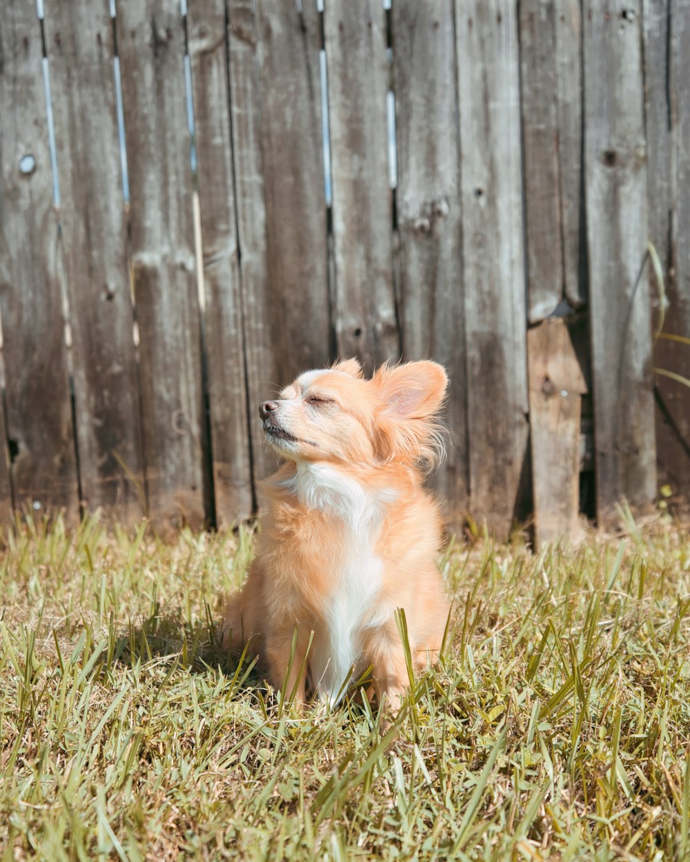 a small brown and white dog sitting in the grass