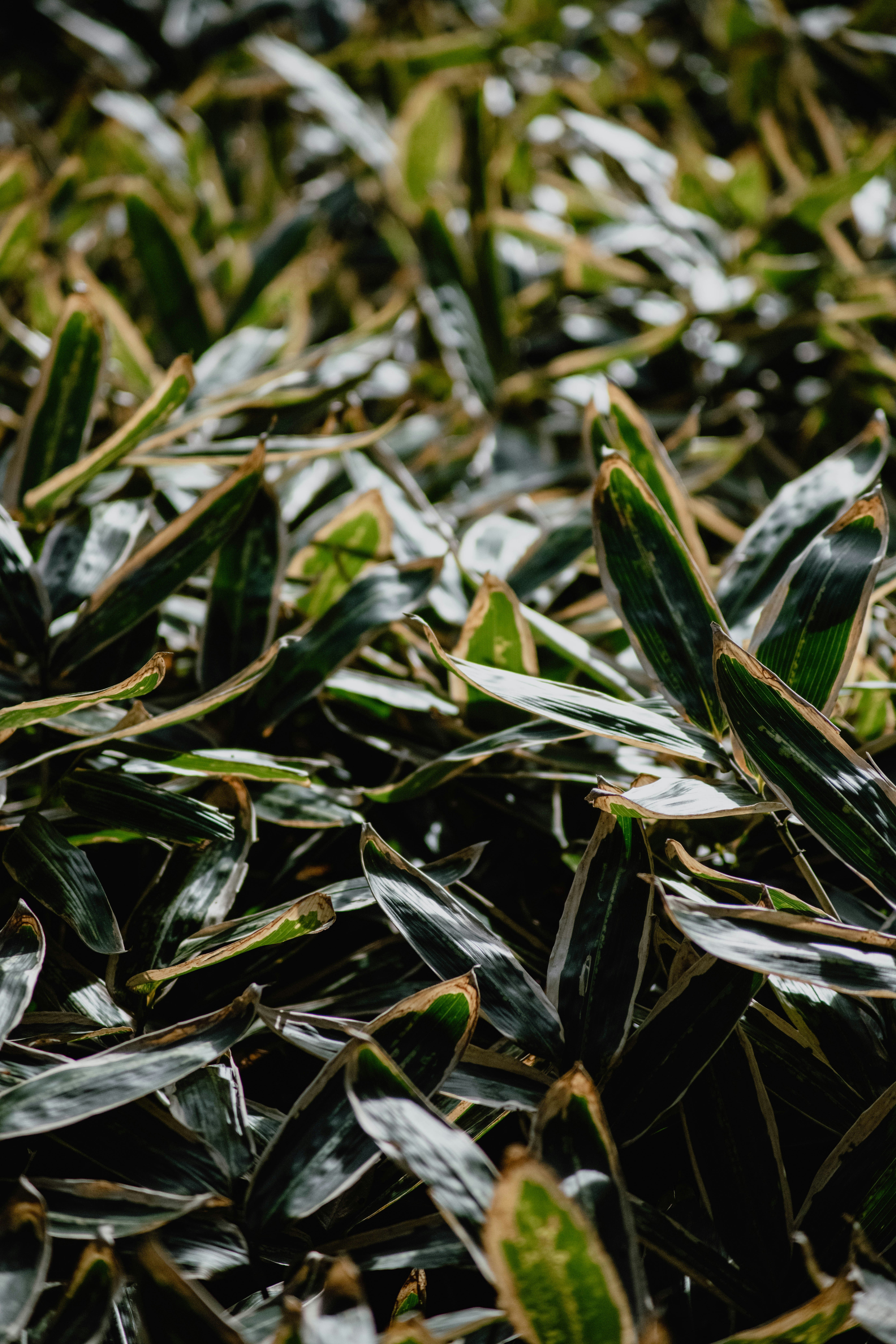 Photo by jamillatrach