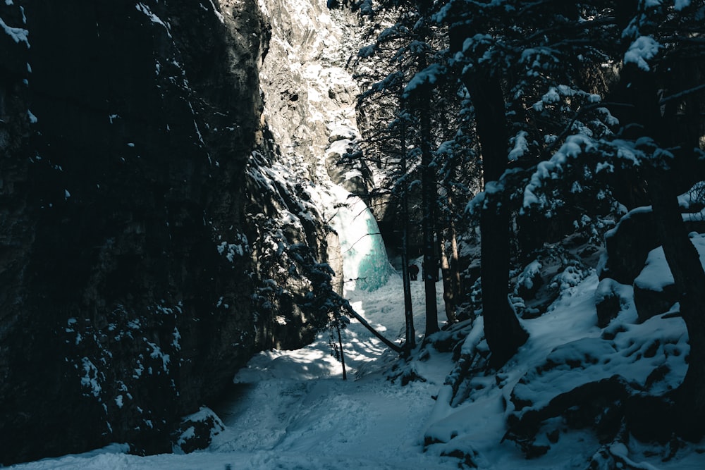 a narrow path in the middle of a snowy forest