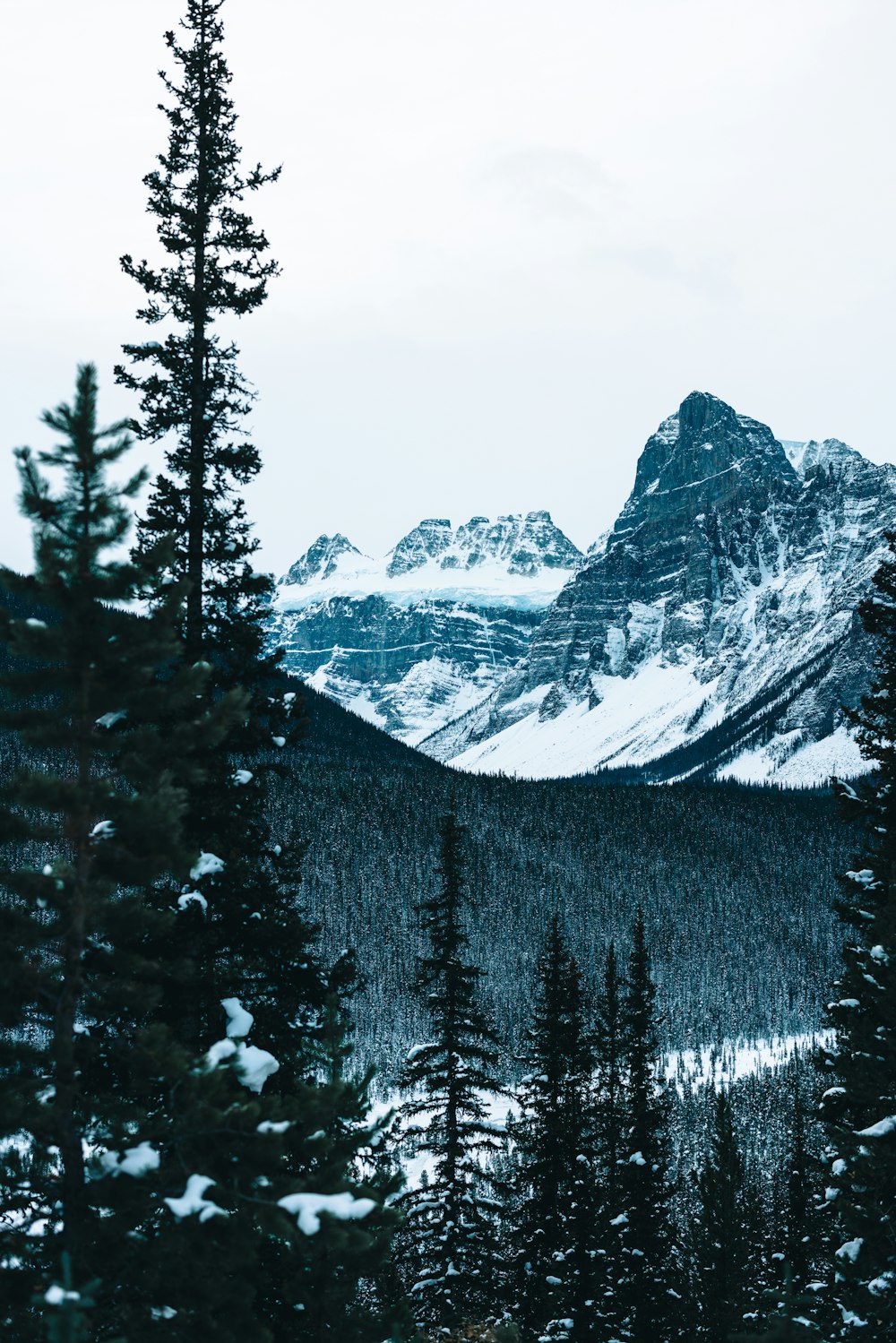 a view of a snowy mountain range with pine trees