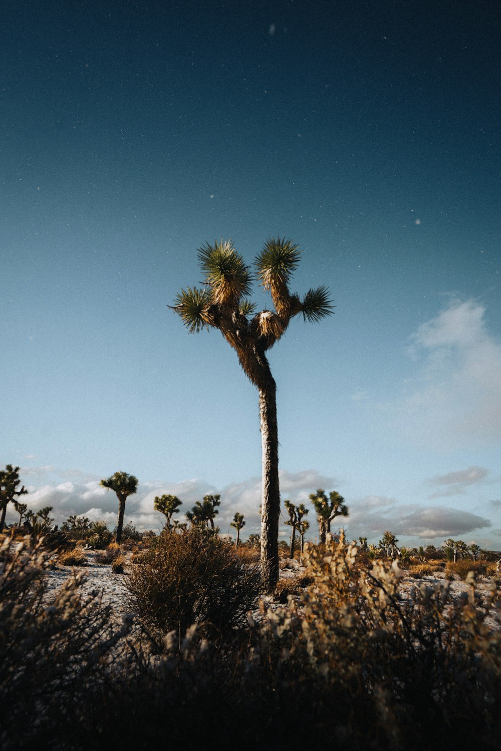 a palm tree in the middle of a desert