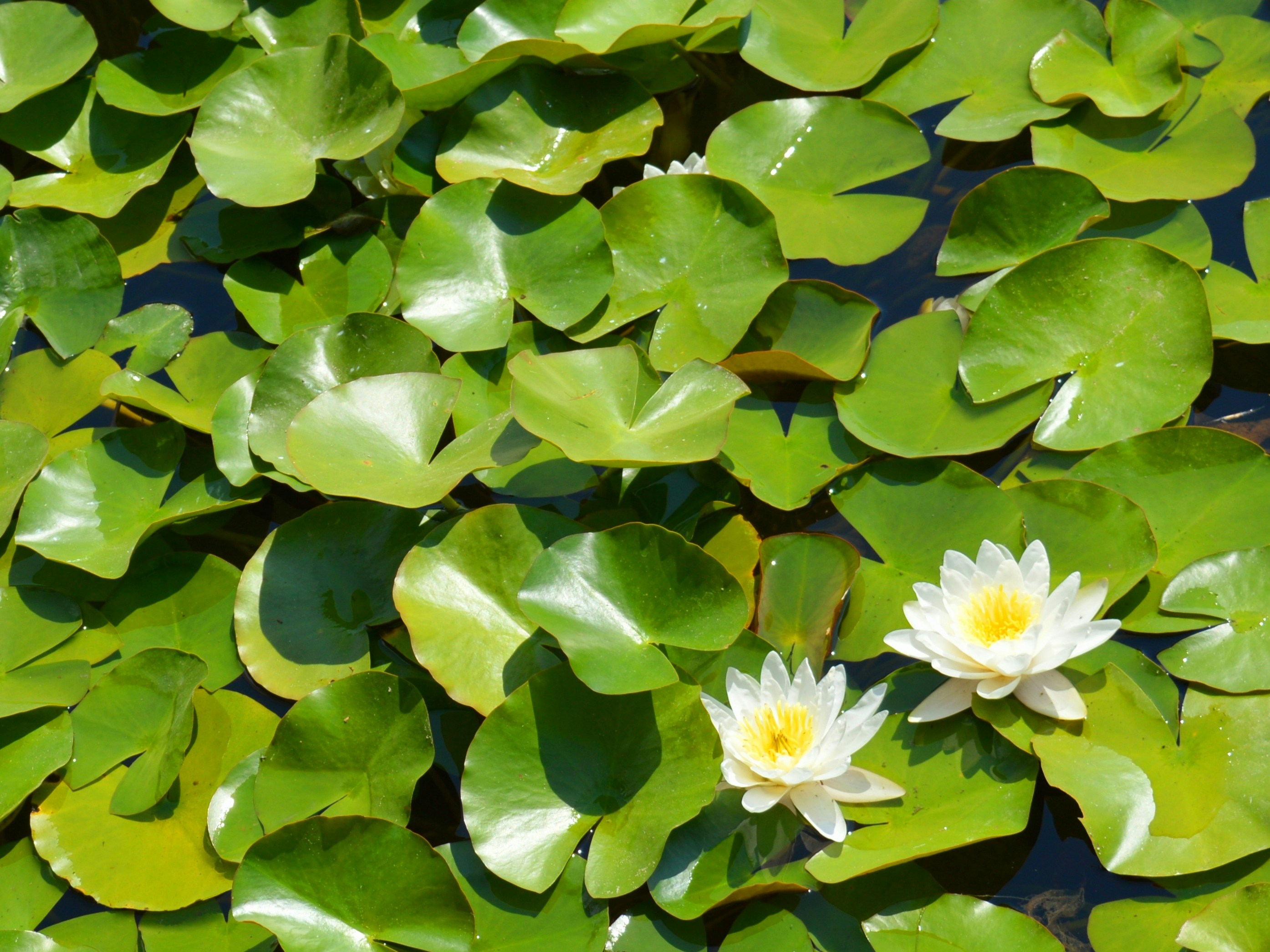 Photo by marianikolova