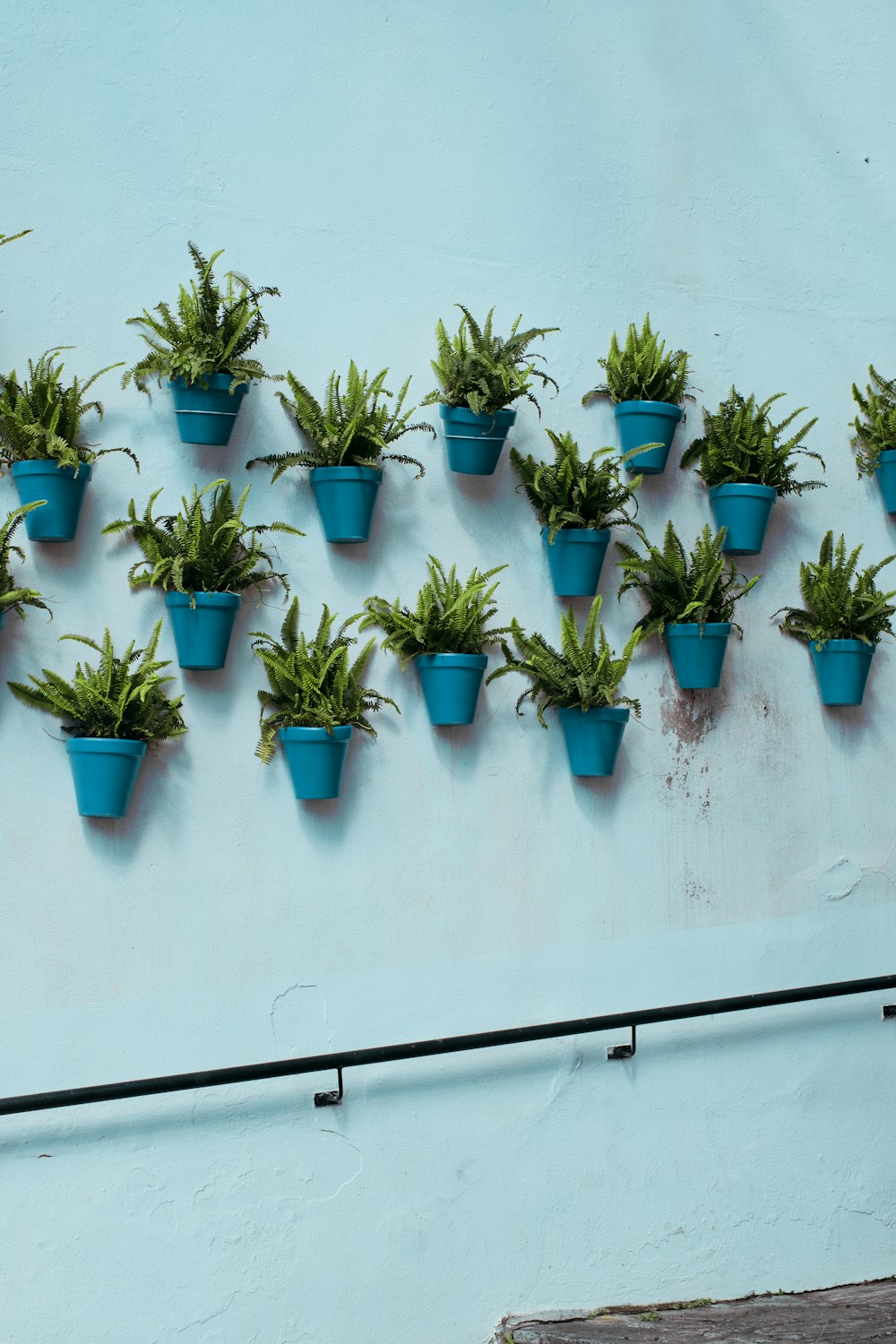 Un ramo de plantas en macetas en una pared