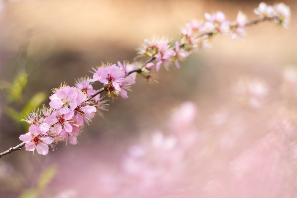 a close up of a branch with pink flowers