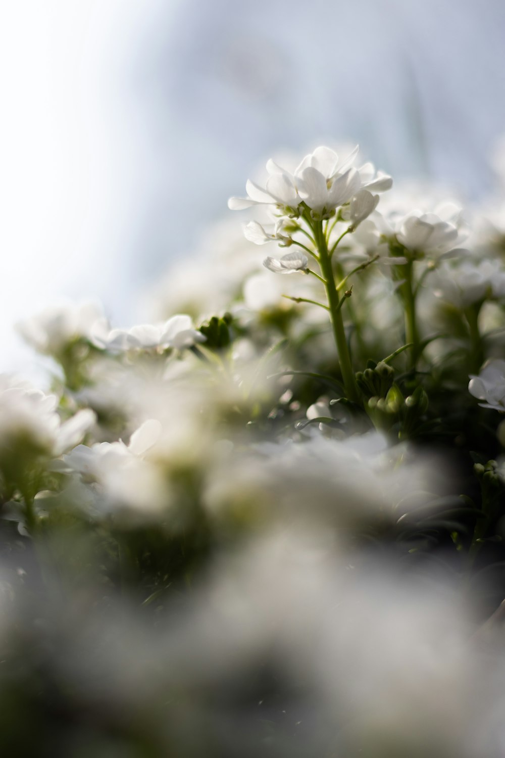 a bunch of white flowers that are in the grass