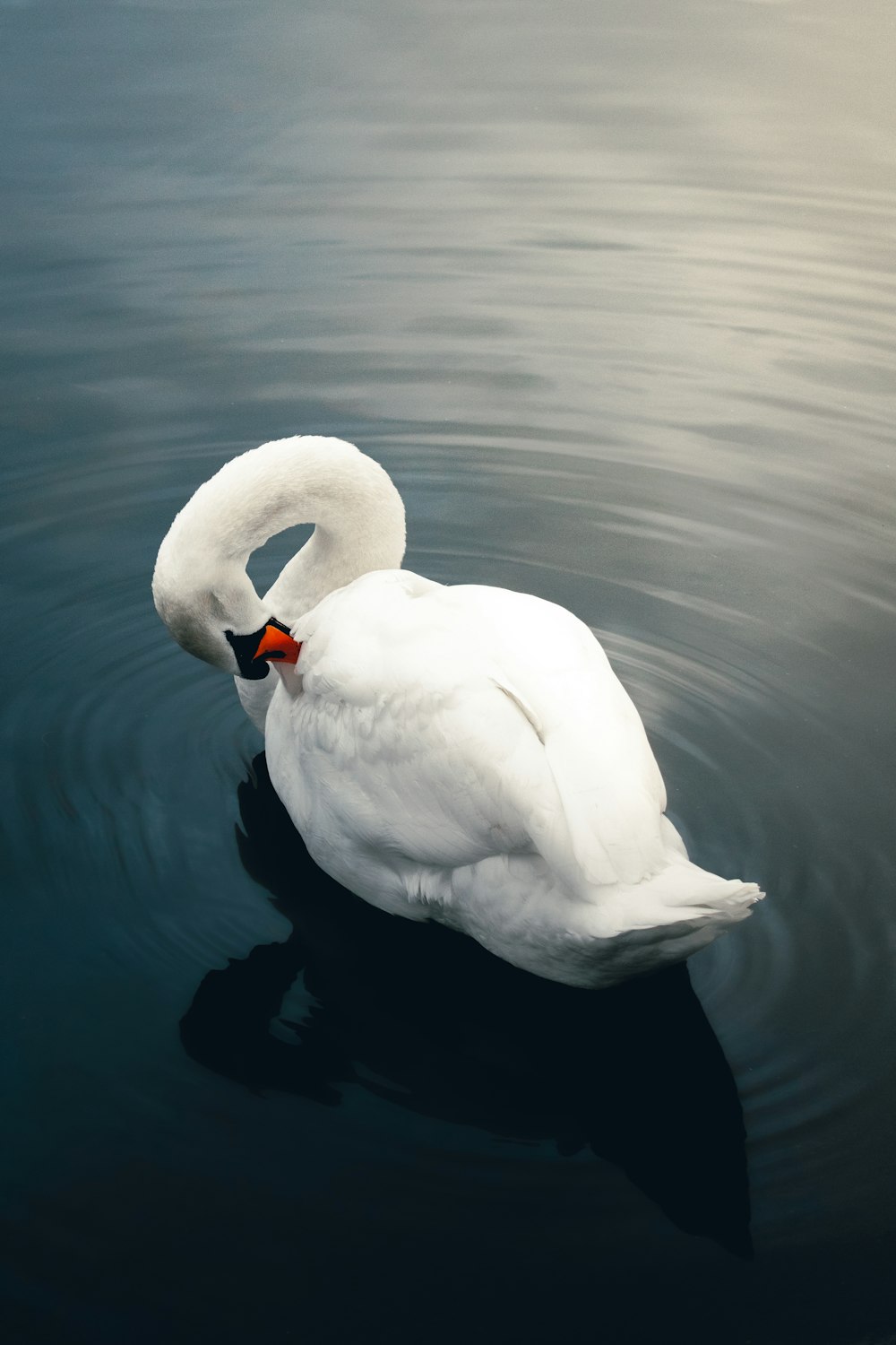 a white swan floating on top of a body of water