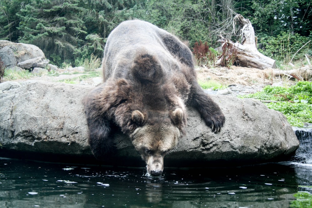 a bear is standing on a rock in the water