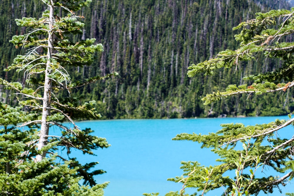 a blue lake surrounded by trees and mountains