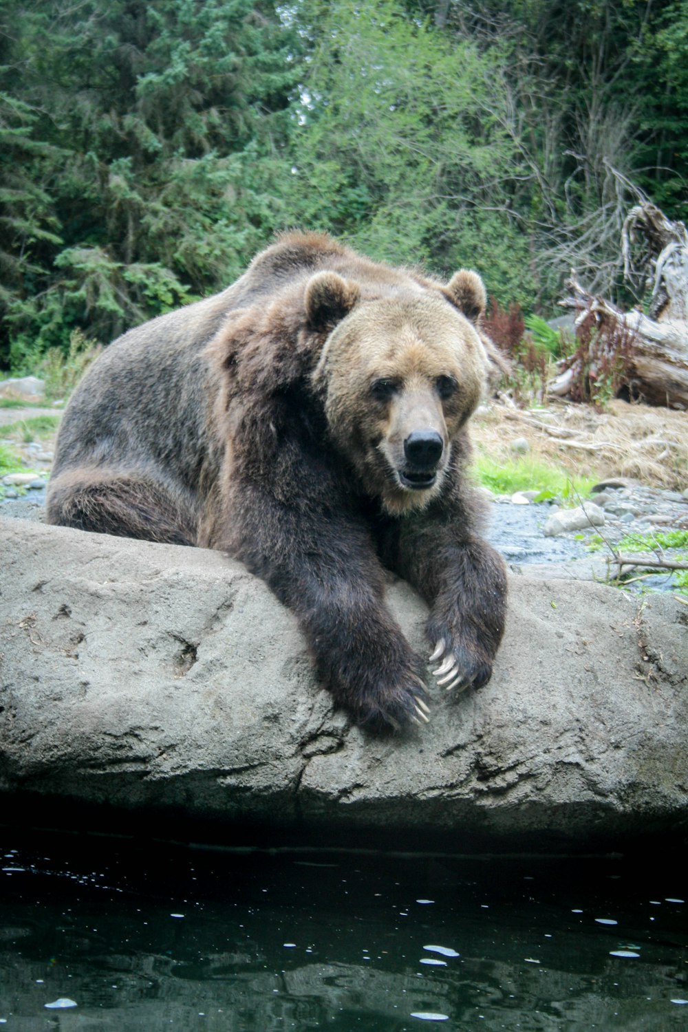 a large brown bear laying on top of a rock