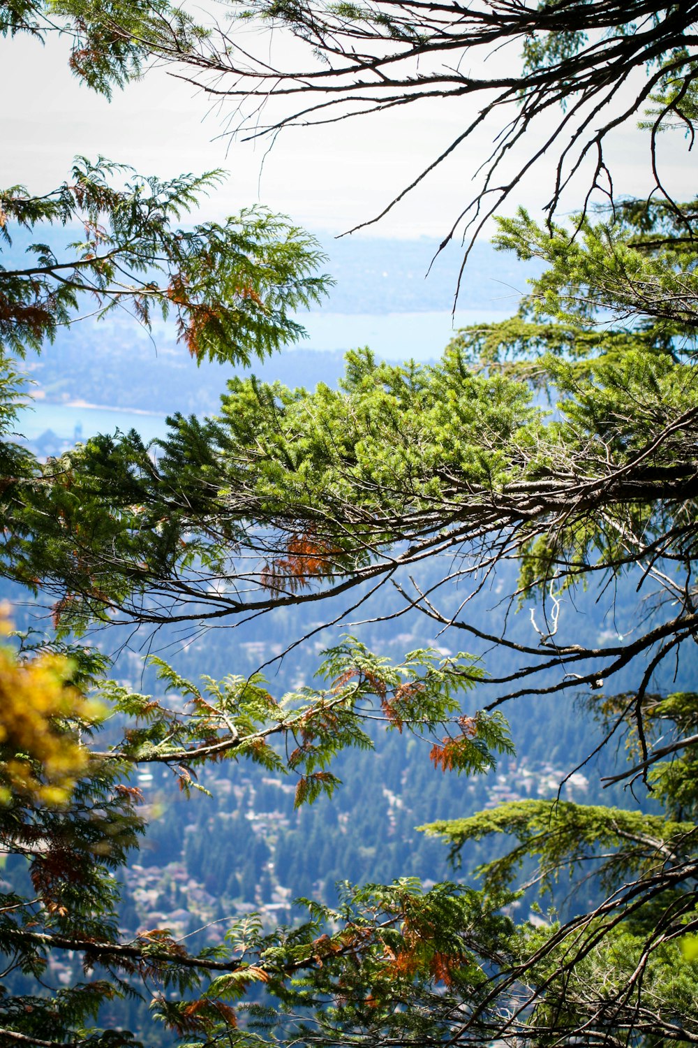 a view through the branches of a pine tree