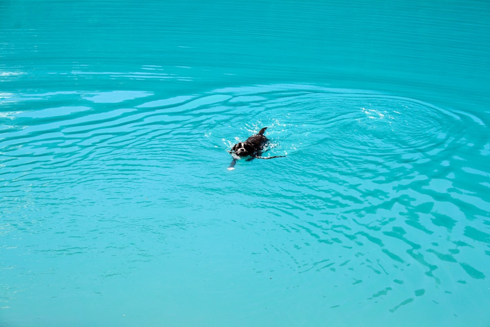a dog swimming in a pool of blue water