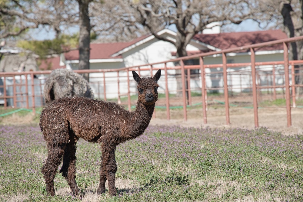 a brown llama standing in a field of grass