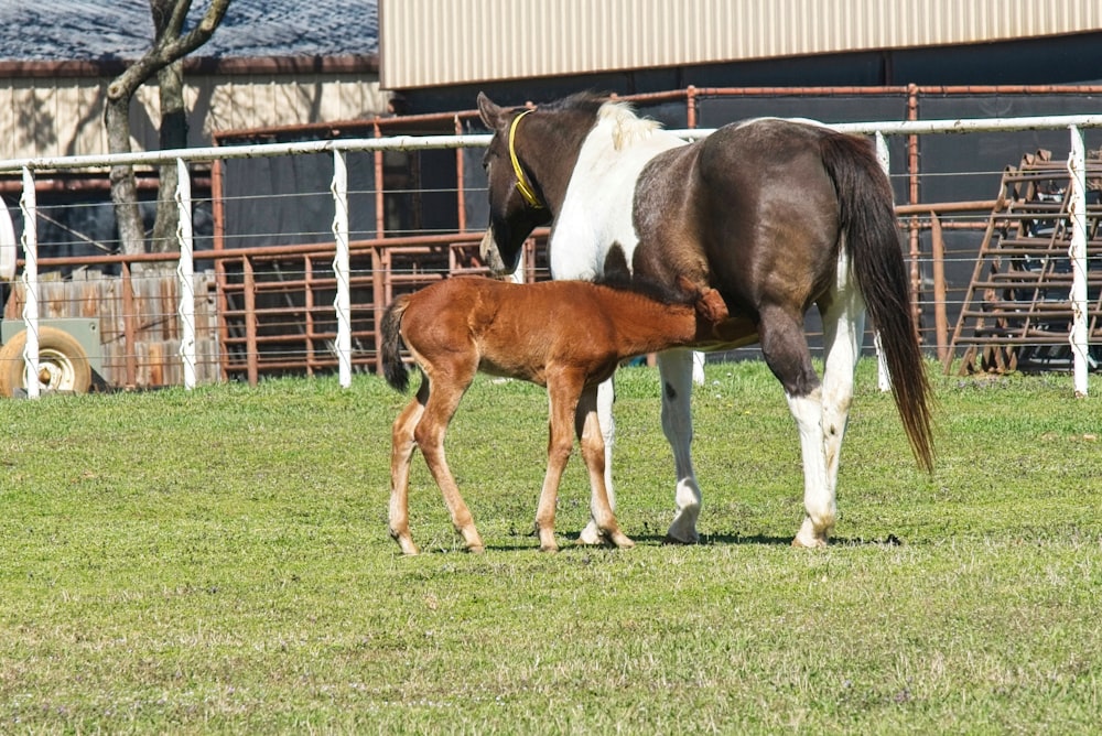 a baby horse standing next to an adult horse