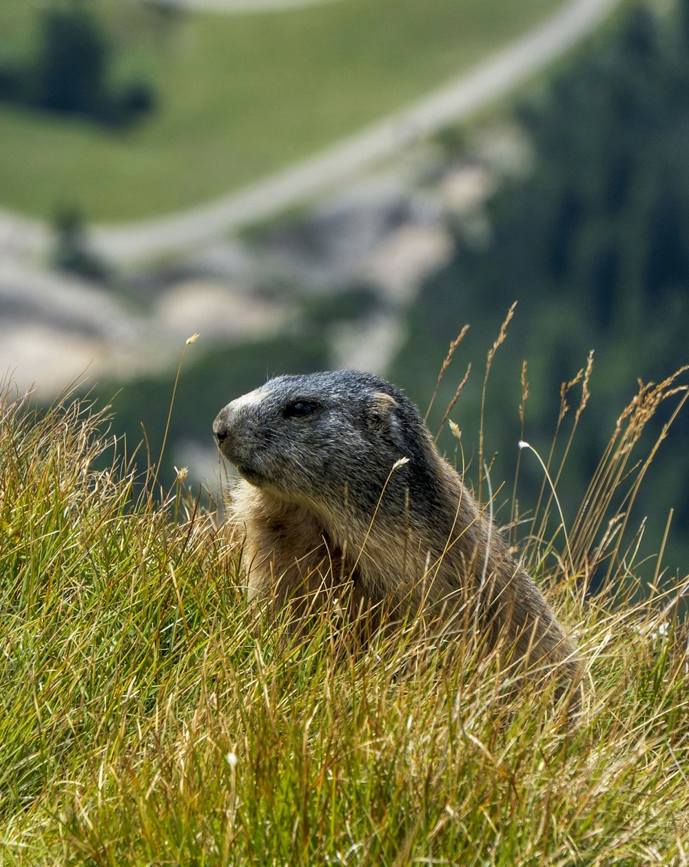 an animal that is standing in the grass