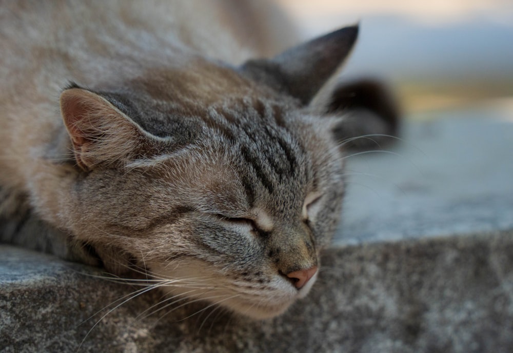 a close up of a cat sleeping on a rock