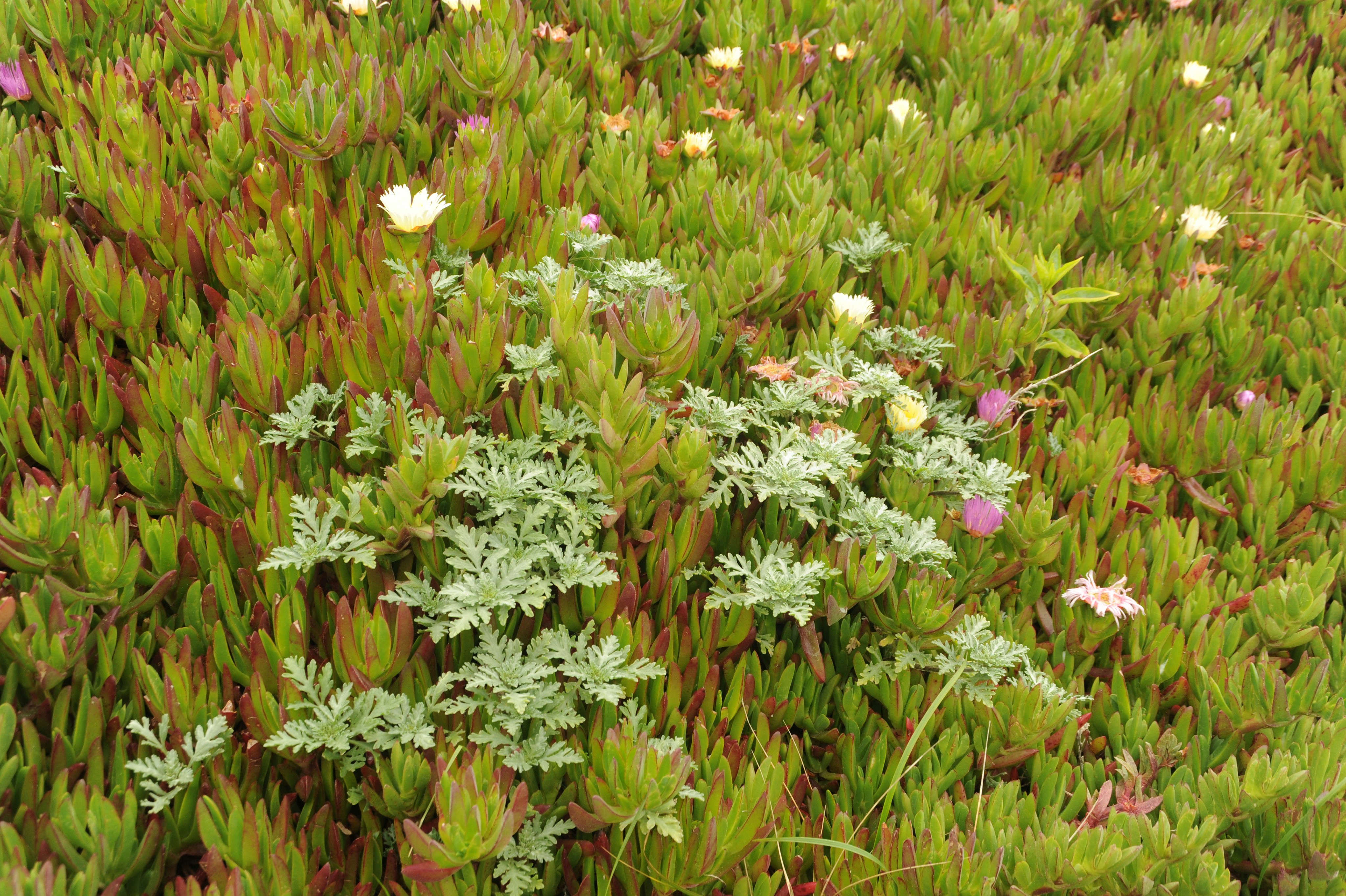 un parche de plantas verdes con flores blancas y rosadas