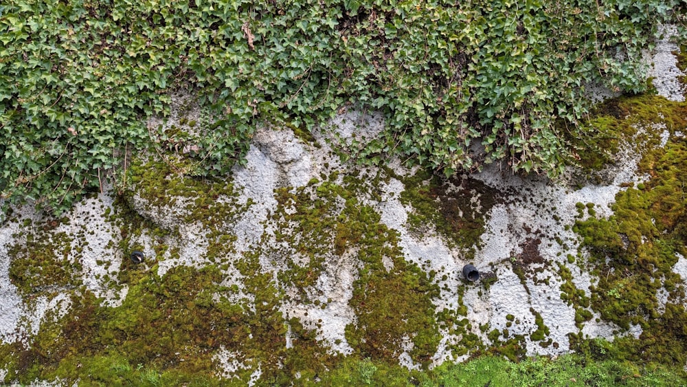 an aerial view of a wall covered in green plants