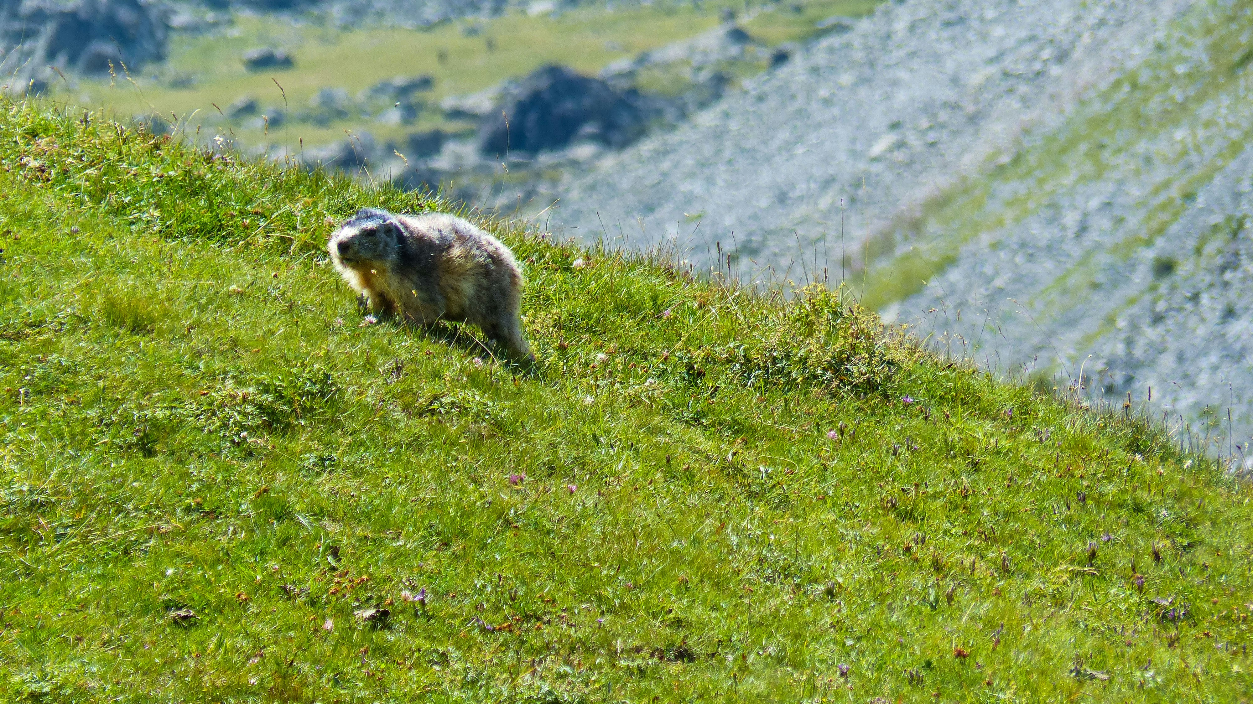 a bear is walking up a grassy hill
