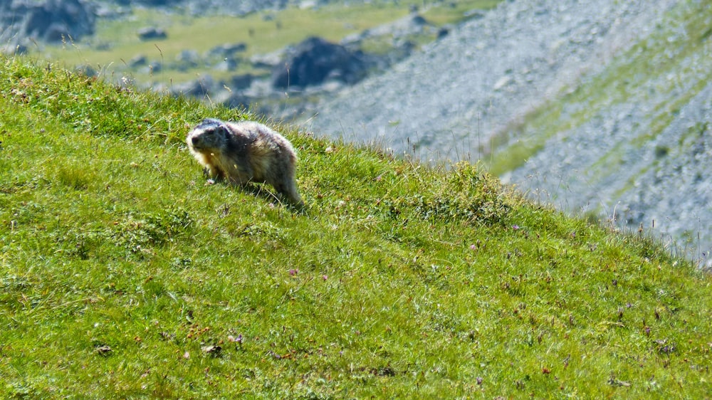 a bear is walking up a grassy hill