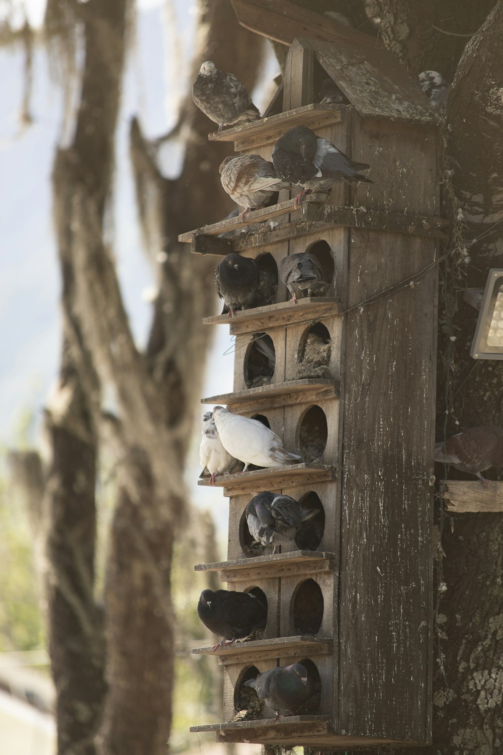 a flock of birds sitting on top of a wooden bird house