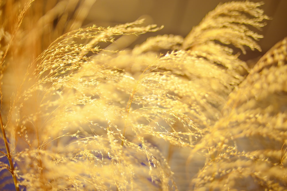 a close up of a plant with yellow leaves