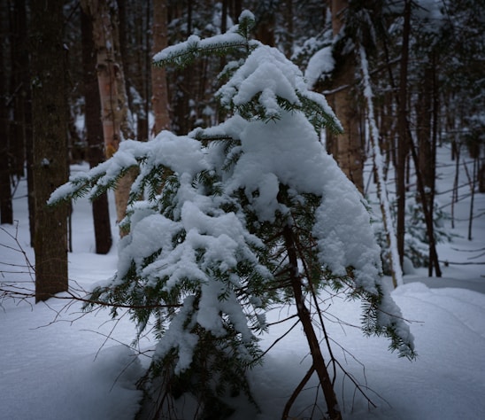 A small evergreen tree covered in a thick layer of fresh snow stands in a quiet forest. The surrounding area is filled with other trees, some with exposed bark and others lightly dusted with snow. The light filters softly through the trees, creating a serene winter scene.