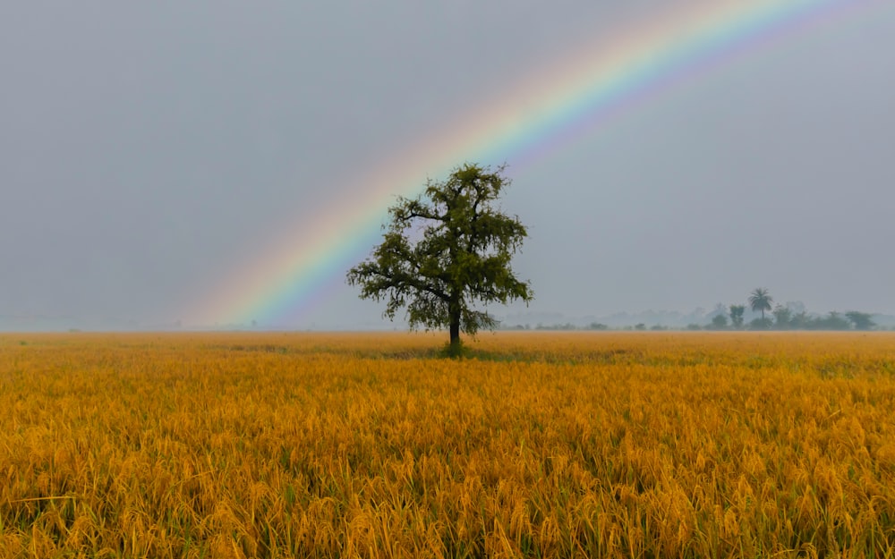 a tree in a field with a rainbow in the background