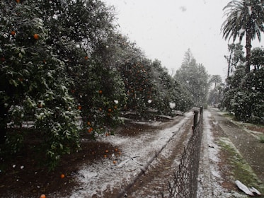An orchard covered with a light layer of snow, with orange trees lining a pathway and a chain-link fence running alongside. Snowflakes are gently falling, creating a serene winter scene.