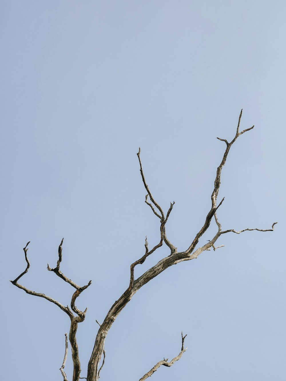 a bird sitting on top of a dead tree