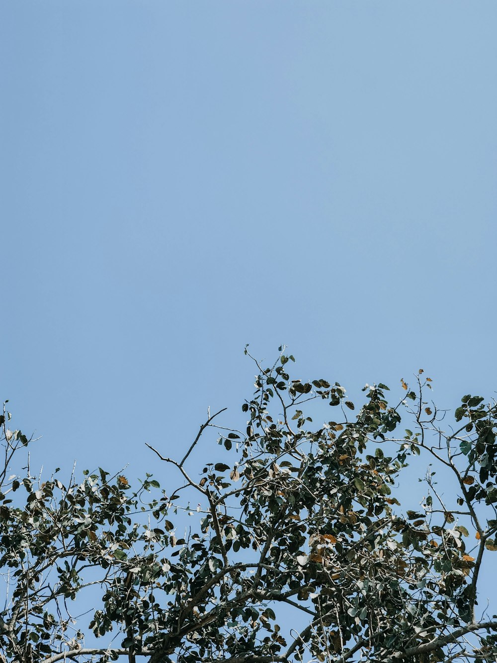 a bird sitting on top of a tree branch