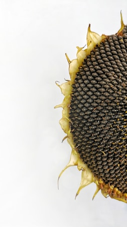 A close-up view of half a sunflower head filled with mature seeds. The seeds are tightly packed and appear dark gray to black in color. The surrounding area is sparse with light yellow to cream-colored petals curling slightly outwards. The background is plain white, highlighting the detailed texture of the sunflower.