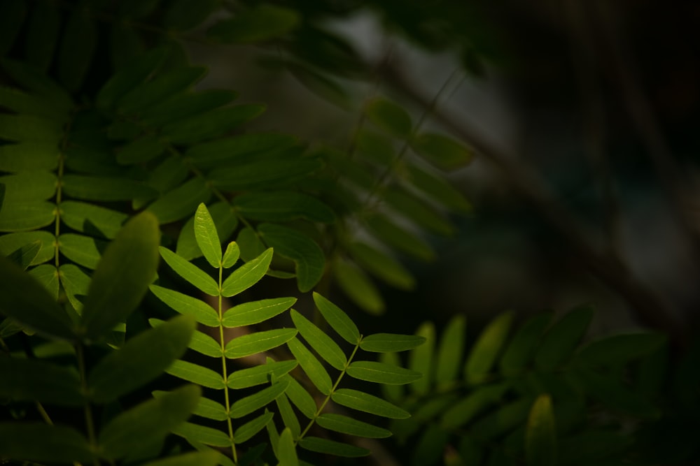 a close up of a green leaf on a tree