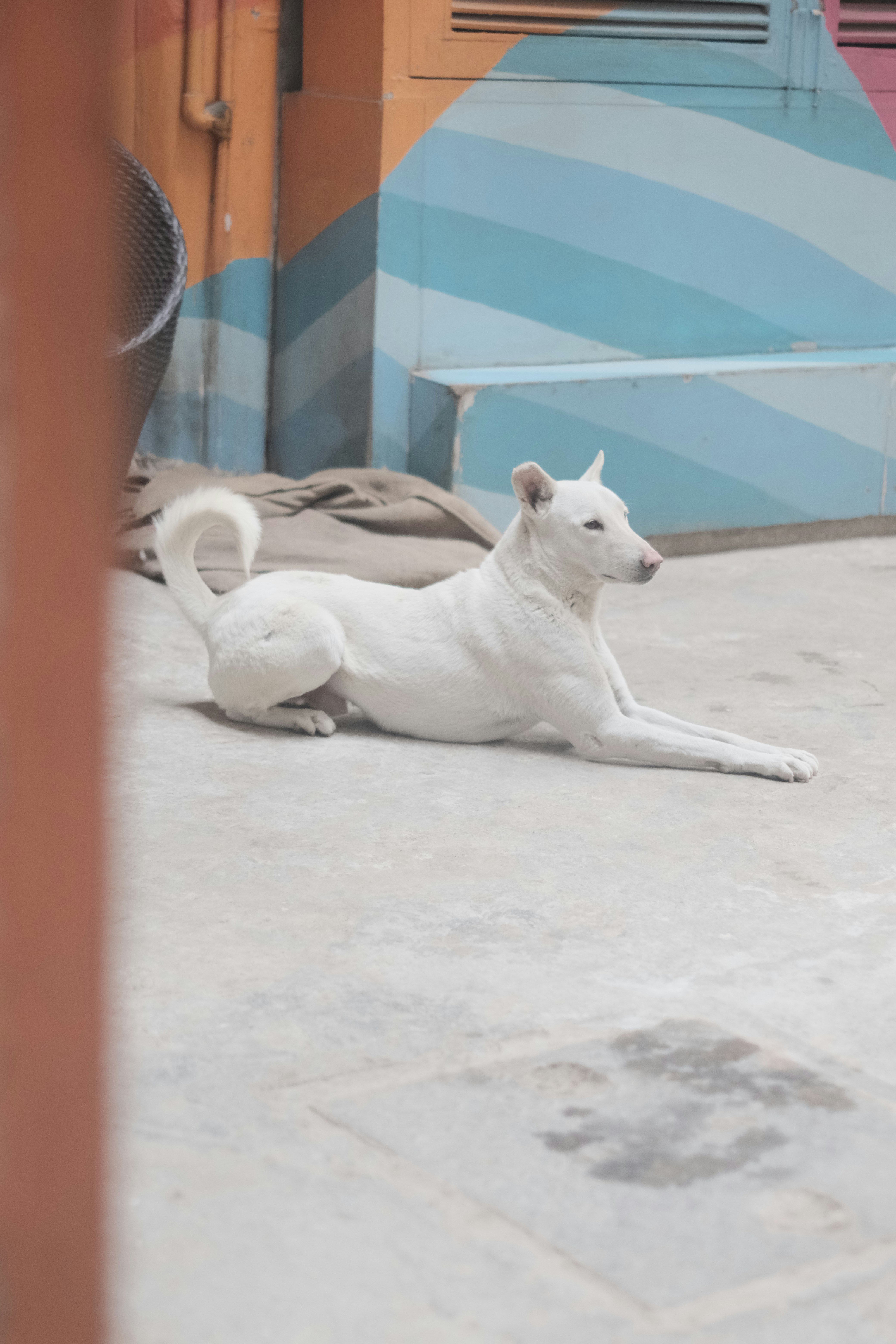 Ein weißer Hund liegt vor einem Gebäude auf dem Boden