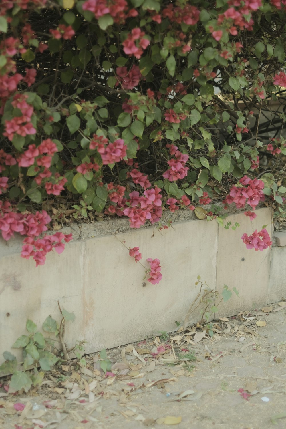 a red fire hydrant sitting next to a cement wall