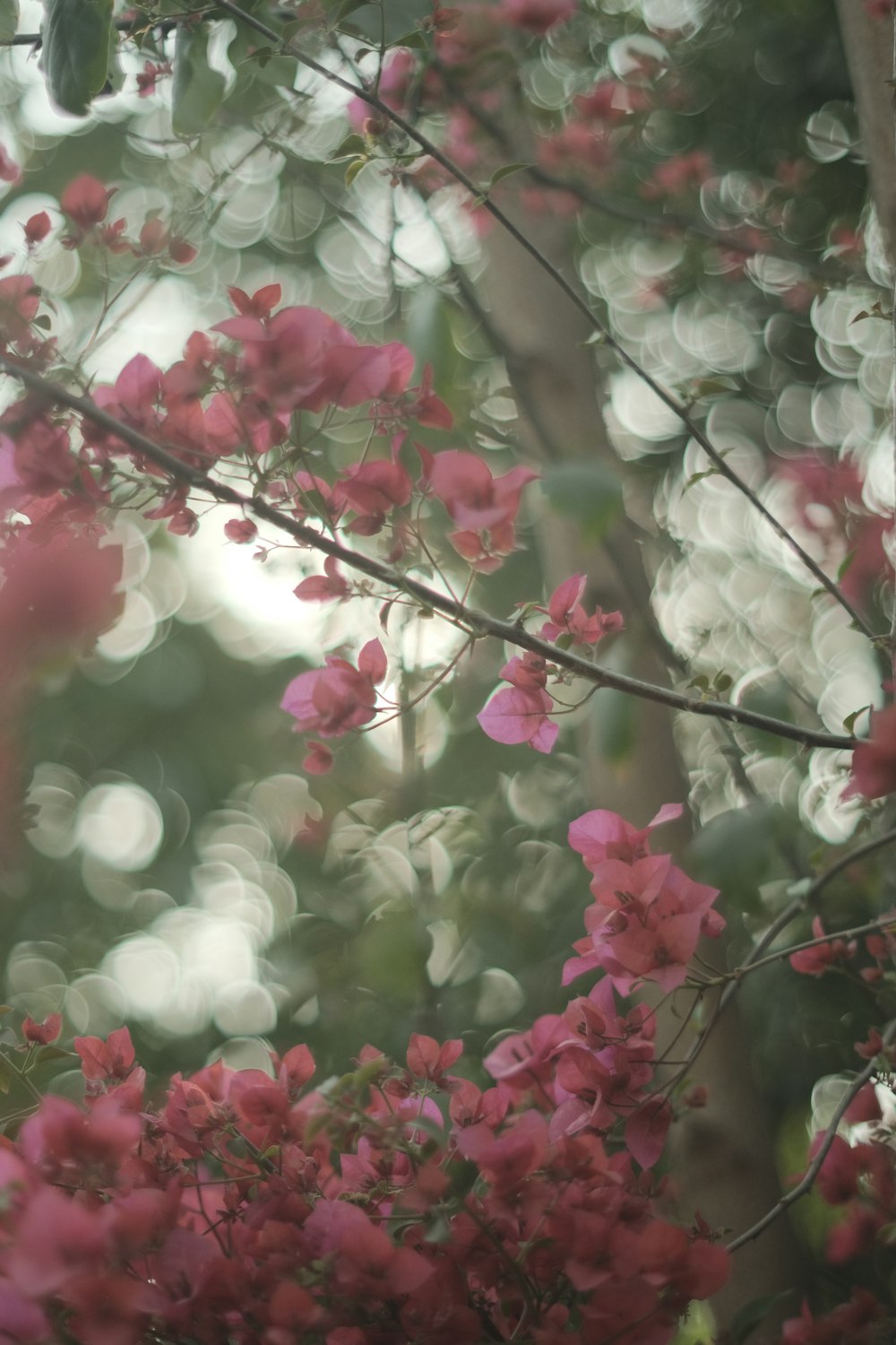 a tree filled with lots of pink flowers