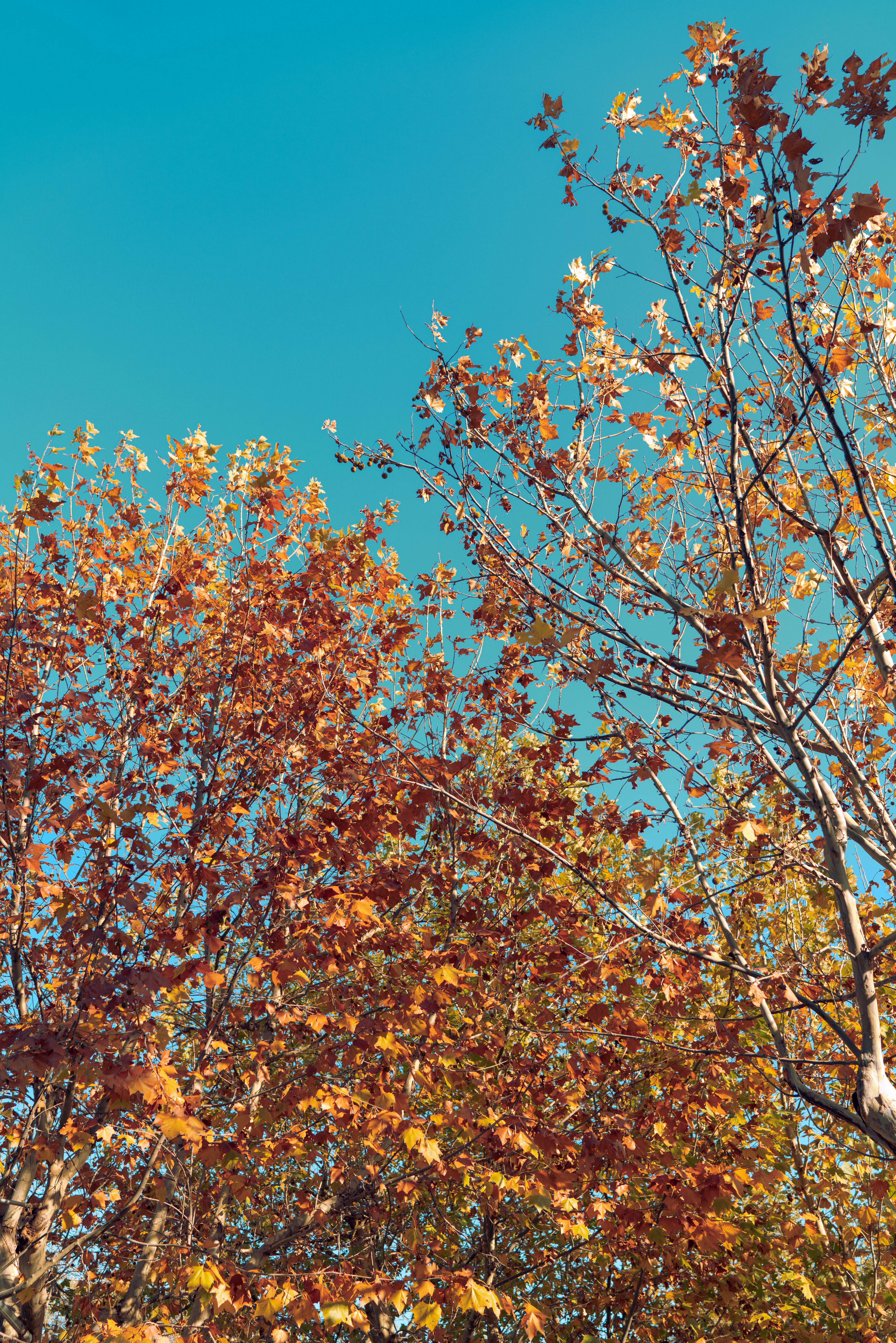 a group of trees that are next to each other