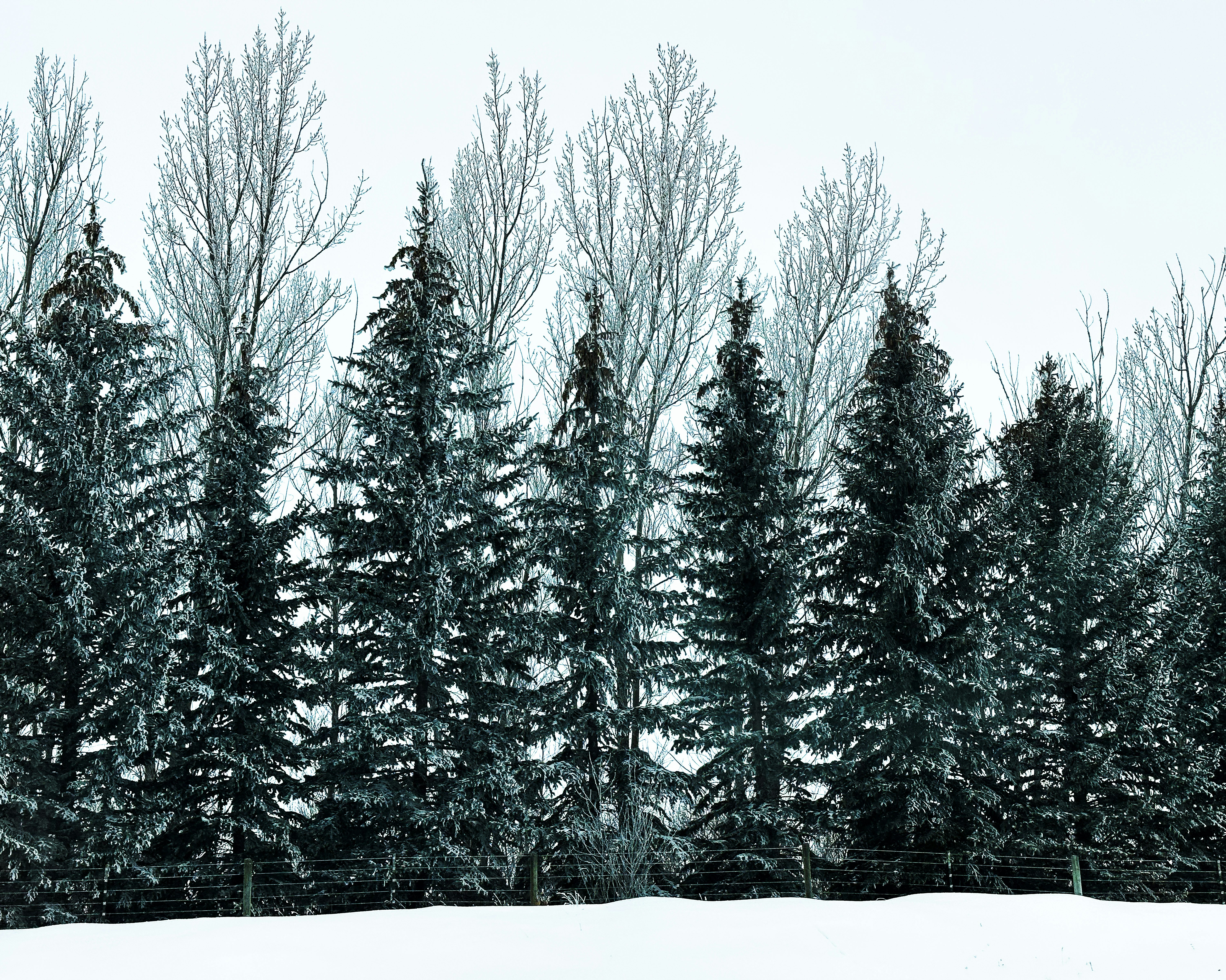 울타리와 나무가있는 눈 덮인 들판